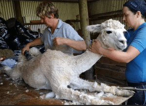 Shearing