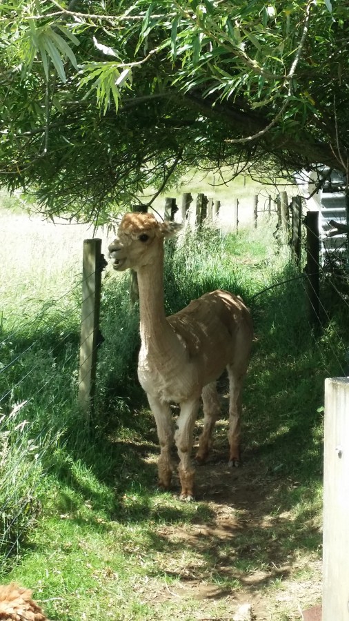 Cool under the trees